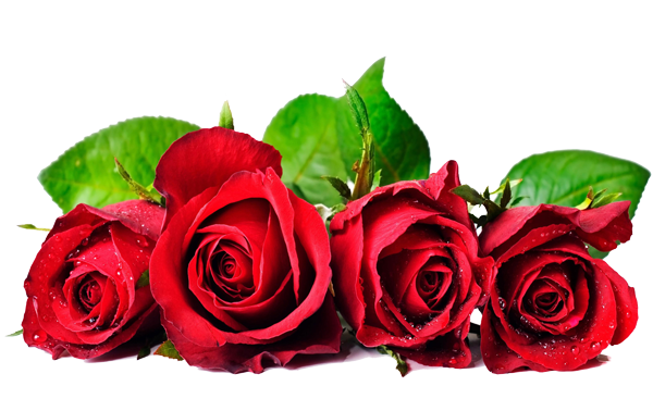 red roses at harmony